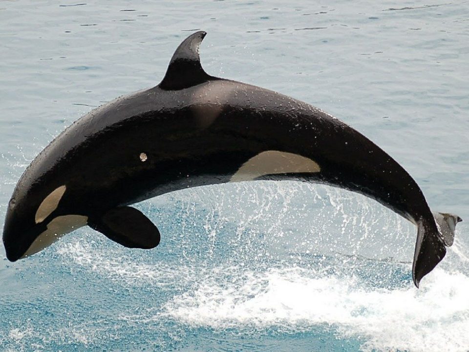 Aus dem Wasser springender Orca