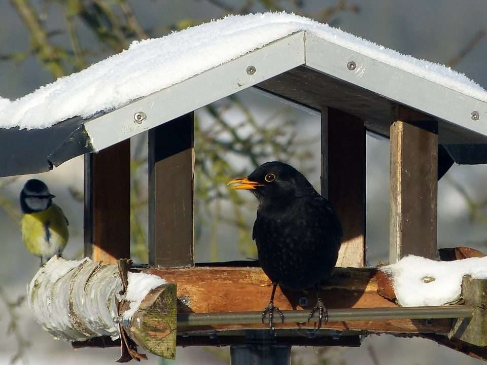 NABU-Wintervogelzählung_Vorschaubild
