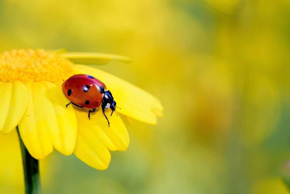 Vorschaubild1 Blogbeitrag Insektensommer 2021