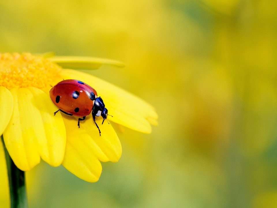 Vorschaubild1 Blogbeitrag Insektensommer 2021