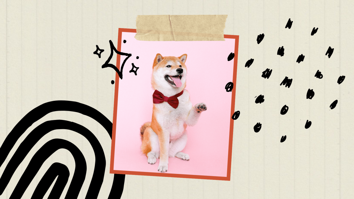 Ein sitzender Shiba Inu