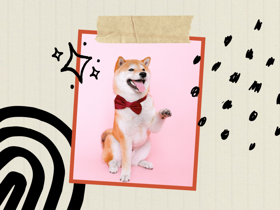 Ein sitzender Shiba Inu