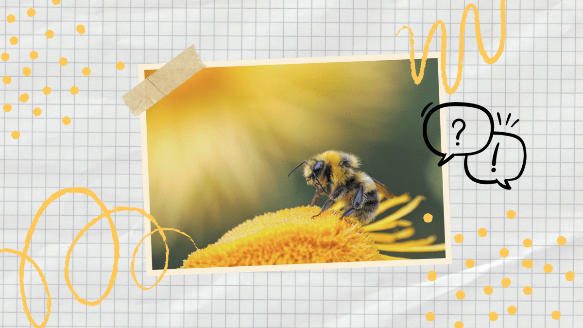 2025 03 12 Website Ein Blick ins Leben der Bienen