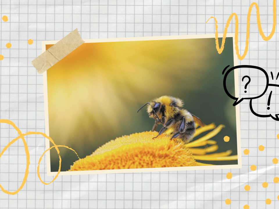 2025 03 12 Website Ein Blick ins Leben der Bienen