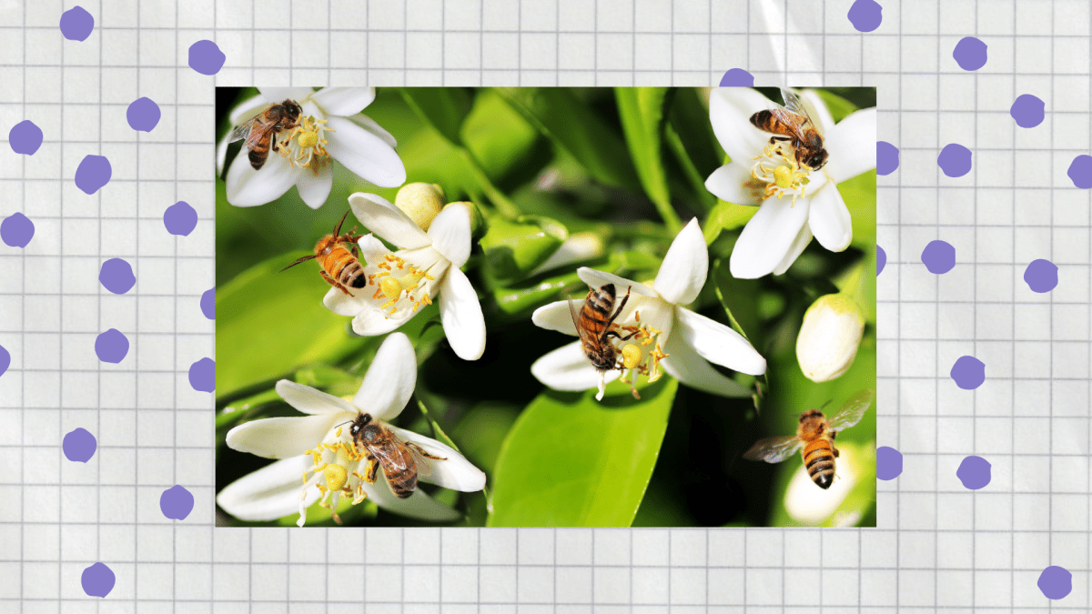 2025 03 26 Website Beitrag Insekten im Fokus