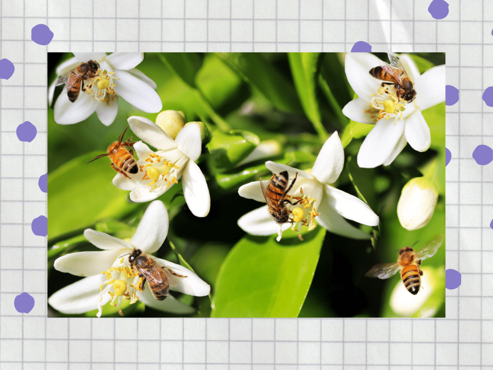 Insekten im Fokus – Bedeutung und Schutz für Kinder verständlich machen 8 2025 03 26 Website Beitrag Insekten im Fokus