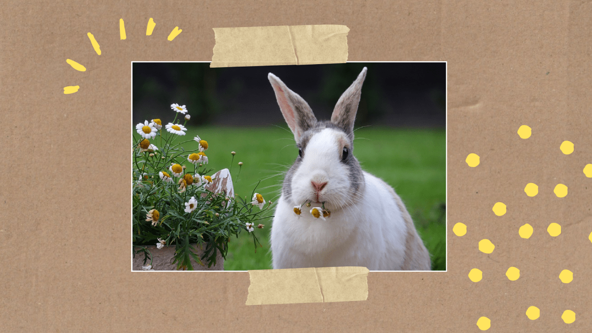 2025 04 16 Websitenbild Wie der Hase zu Ostern kam 1