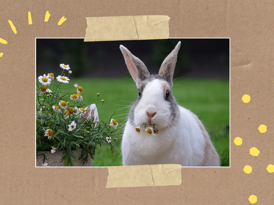 2025 04 16 Websitenbild Wie der Hase zu Ostern kam 1